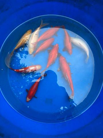 Giga goudvissen 20cm+ vis vissen vijver sluierstaart en wit beschikbaar voor biedingen