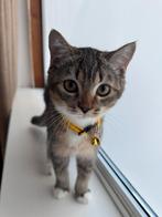 Kittens, Dieren en Toebehoren, Katten en Kittens | Raskatten | Korthaar, Meerdere dieren, 0 tot 2 jaar