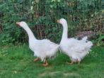 Onverwant koppel witte krulveer sebastopol ganzen, Dieren en Toebehoren, Meerdere dieren