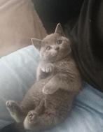 Lieve grijze kitten zoekt een warm thuis, Dieren en Toebehoren, Katten en Kittens | Raskatten | Korthaar, Poes