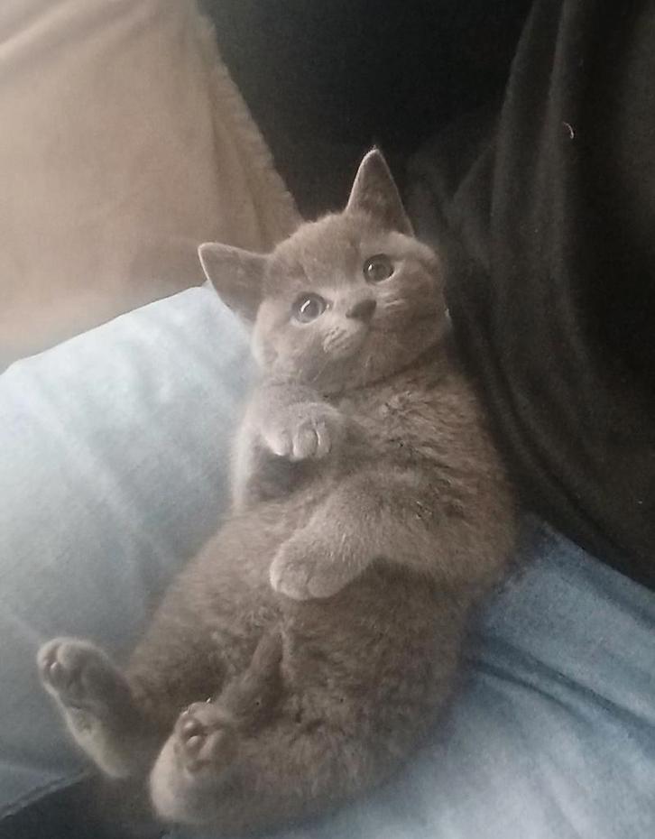 Lieve grijze kitten zoekt een warm thuis, Dieren en Toebehoren, Katten en Kittens | Raskatten | Korthaar, Poes