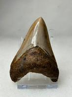 Leuke megalodon haaientand 7,7 cm Indonesië, Ophalen of Verzenden, Fossiel