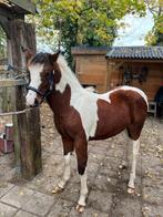 ️ PRACHTIG VEULEN TE KOOP ️, Dieren en Toebehoren, Pony's, Hengst, Onbeleerd, D pony (1.37m tot 1.48m), 0 tot 2 jaar