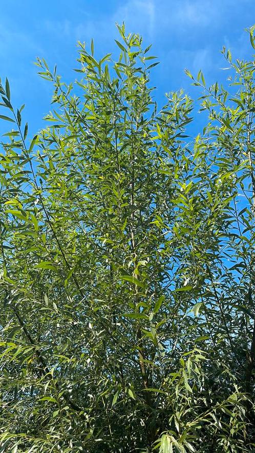 Gratis verse wilgentakken !, Tuin en Terras, Planten | Bomen, Overige soorten, Ophalen