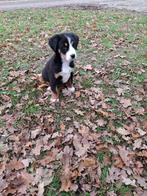 Grote Zwitserse sennen pups, Dieren en Toebehoren, 8 tot 15 weken, CDV (hondenziekte), Meerdere, Meerdere dieren