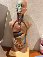Torso Biologie Model, Overige merken, Ophalen of Verzenden, Zo goed als nieuw, Groter dan 1:32