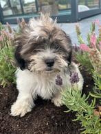Mooie speelde boomer pups, Nederland, Overige rassen, 8 tot 15 weken, CDV (hondenziekte)
