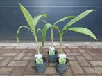 Musa Basjoo - Japanse Vezelbanaan/Winterharde Tuinbanaan H53, Tuin en Terras, Planten | Tuinplanten, Vaste plant, Bloeit niet