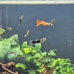 Guppies (normaal/endler mix) Poecilia
reticulata, Dieren en Toebehoren, Vis, Zoetwatervis, Schoolvis