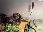 Boa constrictor imperator female, incl terrarium, Dieren en Toebehoren, Reptielen en Amfibieën, Slang, 7 tot 10 jaar
