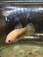 Betta vissen vrouw 7 stuks, Dieren en Toebehoren, Vis, Zoetwatervis