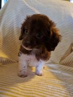 Prachtige daxiepoo pupjes, Poedel, CDV (hondenziekte), 8 tot 15 weken, Meerdere