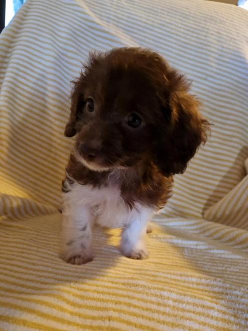 Prachtige daxiepoo pupjes, Dieren en Toebehoren, Honden | Chihuahua's en Gezelschapshonden, Meerdere dieren, Poedel, Fokker | Hobbymatig