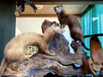 11 x Taxidermie, opgezette dieren, vogels, marmot, hermelijn, Ophalen, Gebruikt, Overige soorten, Opgezet dier