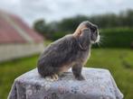 Super mooie minilop ram, Mannelijk, Dwerg, Hangoor, 0 tot 2 jaar