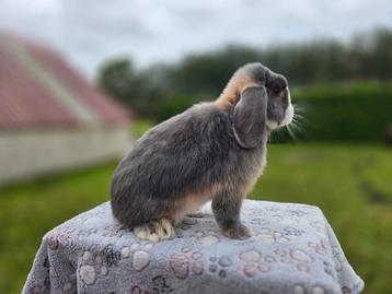 Super mooie minilop ram  beschikbaar voor biedingen