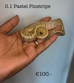 0.1 Pastel Pinstripe NK25, Slang