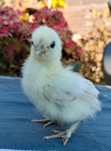 Zijdehoen kriel, gesexst hennetjes,  div kleuren  beschikbaar voor biedingen
