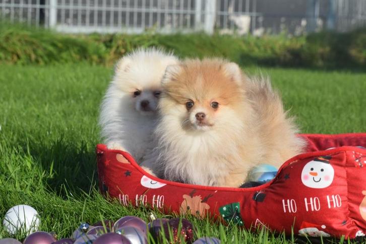 Keeshond, Spitz,dwergkees,Pomeriaan pup, Dieren en Toebehoren, Honden | Poolhonden, Keeshonden en Oertypen, Meerdere dieren, Keeshond