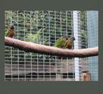Pyrhurra's, Dieren en Toebehoren, Vrouwelijk, Tropenvogel