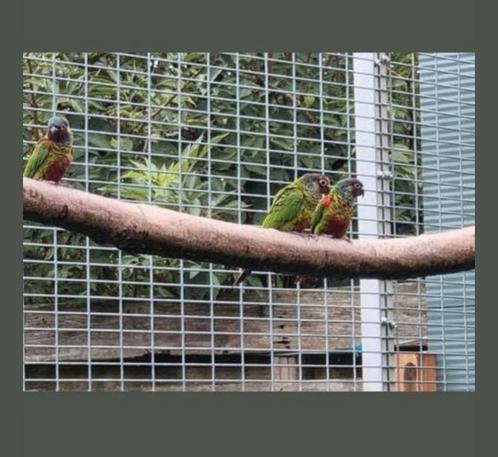 Pyrhurra's, Dieren en Toebehoren, Vogels | Overige Vogels, Tropenvogel, Vrouwelijk