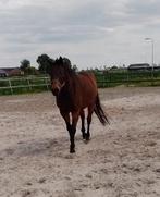 Grondwerk/Coaching/Weidemaatje, Dieren en Toebehoren, Paarden, Merrie, Recreatiepaard