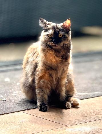Gezocht: Britse Korthaar dekkater (NIET DE KOOP) beschikbaar voor biedingen