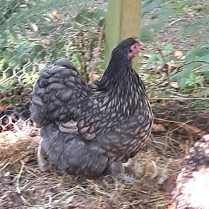 Orpington krielhennen BLAUW ZWART GEZOOMD mei 25, Dieren en Toebehoren, Pluimvee, Kip, Vrouwelijk