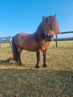 Te koop Shetlander Hengst, Dieren en Toebehoren, Pony's, 0 tot 2 jaar, Hengst, A pony (tot 1.17m), Recreatiepony