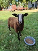 Zwartbles dekram, Dieren en Toebehoren, Schapen, Geiten en Varkens, Mannelijk, Schaap
