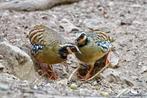 Bruinborst bospatrijs kweekkoppel, Dieren en Toebehoren, Vogels | Overige Vogels, Meerdere dieren, Geringd