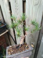 Mugo Pine Bergden, Tuin en Terras, Planten | Bomen, Ophalen of Verzenden, Overige soorten