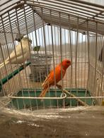 Roor in man een wit popje., Mannelijk, Parkiet