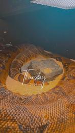 Boa vrouw ruim 3.5 meter, Dieren en Toebehoren, Reptielen en Amfibieën, Slang, 3 tot 6 jaar