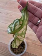 cerestis mirables opknapper, Ophalen of Verzenden, Overige soorten, Minder dan 100 cm