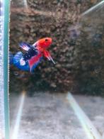 Betta splendens man, Dieren en Toebehoren, Vissen | Aquariumvissen, Vis, Zoetwatervis