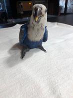Tamme baby Blauwe Edel papegaai pop met DNA en getest op all, Vrouwelijk, Papegaai, Geringd