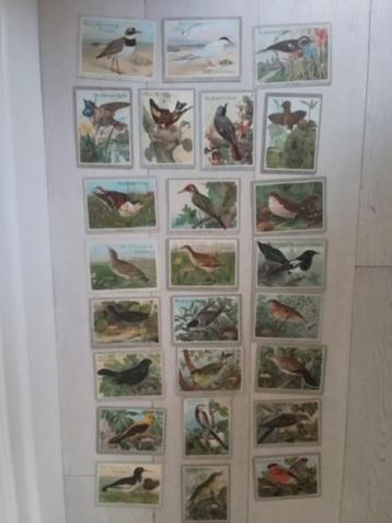 25 x Van Houten Cacao kaarten Vogels beschikbaar voor biedingen