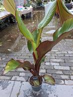 Rode banaan, Tuin en Terras, Planten | Tuinplanten, Ophalen of Verzenden, Zomer, Volle zon