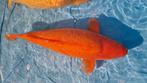Benigoi 67cm, Dieren en Toebehoren, Karper of Koi