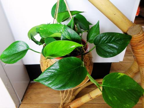 Epipremnum hangplantjes, Huis en Inrichting, Kamerplanten, Overige soorten, Minder dan 100 cm, Groene kamerplant, Halfschaduw