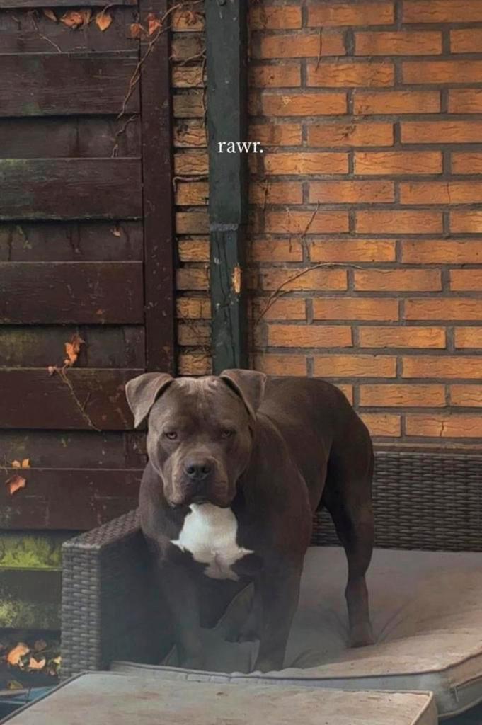 BULLY XL PUPS TE RESERVEREN, Huis en Inrichting, Badkamer | Badkamermeubels, Ophalen of Verzenden
