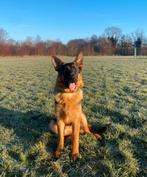 Duitse herder teefje 6 maanden, Fokker | Hobbymatig, 15 weken tot 1 jaar, Buitenland, Teef