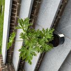 Citroen geranium, Tuin en Terras, Ophalen of Verzenden, Overige soorten, Volle zon
