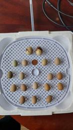 Best quality egg incubator, Ophalen of Verzenden, Zo goed als nieuw