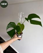 Monstera Sierrana on pole, Ophalen of Verzenden, Halfschaduw, Minder dan 100 cm
