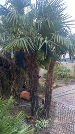 Palmbomen Trachycarpus Fortunei X Trachycarpus Wagnerianus., Zomer, Vaste plant, Ophalen of Verzenden, Overige soorten