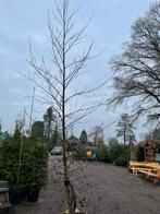 Alnus glutinosa ( zwarte els) beveerd, Ophalen, Volle zon, Overige soorten, 400 cm of meer