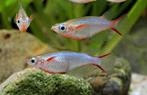 Hobbyaquarium Oryzias woworae – Neon Rijstvis, Vis, Zoetwatervis, Schoolvis