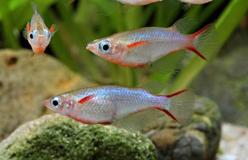 Hobbyaquarium Oryzias woworae – Neon Rijstvis, Dieren en Toebehoren, Vissen | Aquariumvissen, Zoetwatervis, Vis, Schoolvis